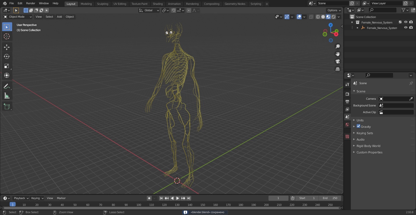 3D Female Nervous System