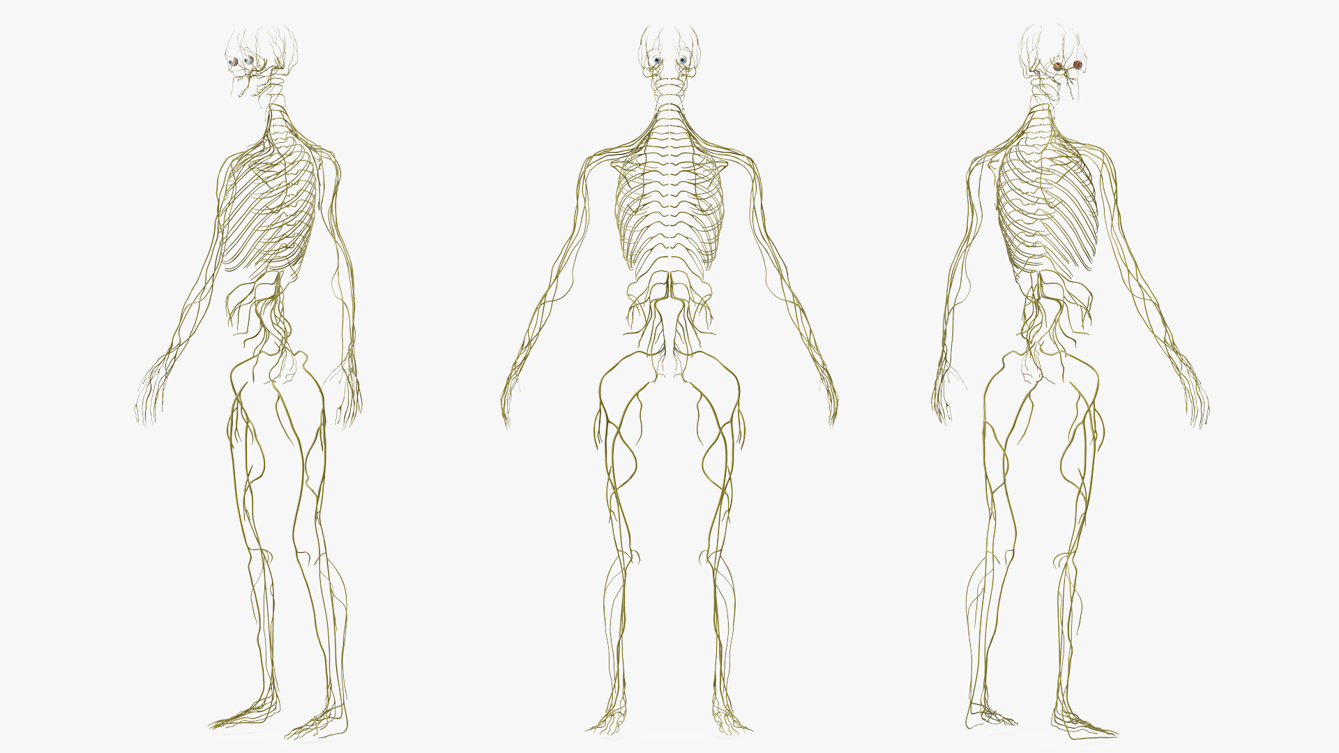 3D Female Nervous System