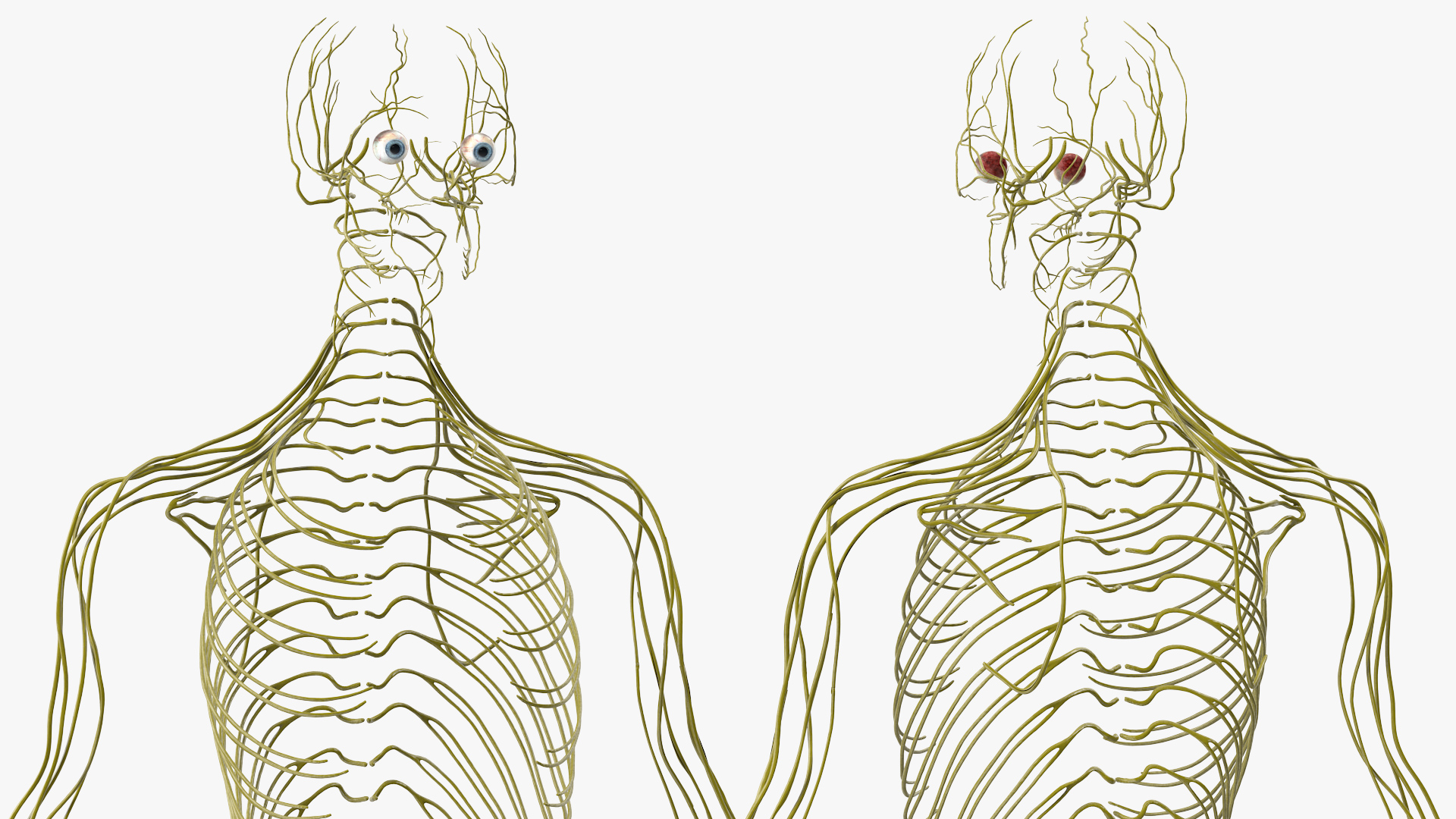 3D Female Nervous System