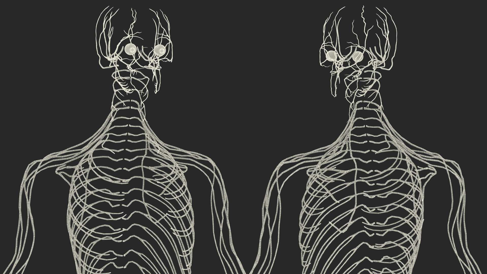 3D Female Nervous System