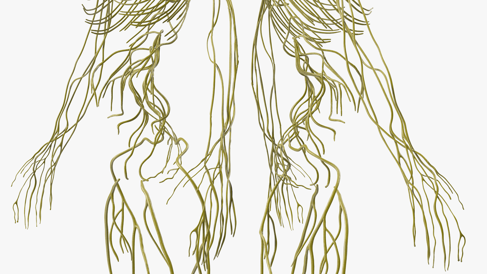 3D Female Nervous System