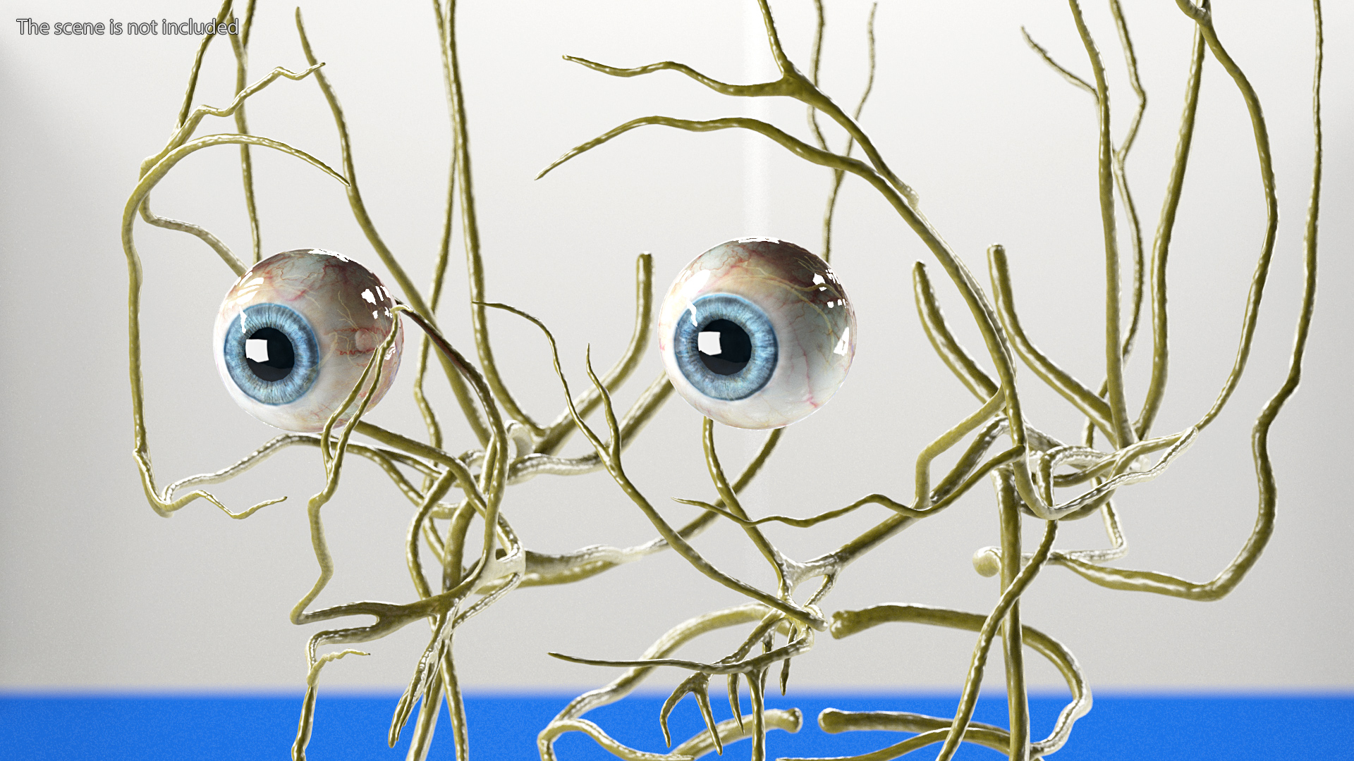 3D Female Nervous System