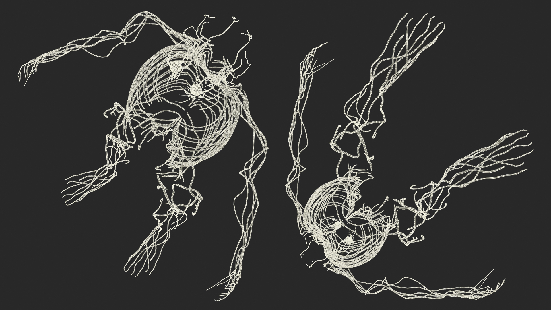 3D Female Nervous System