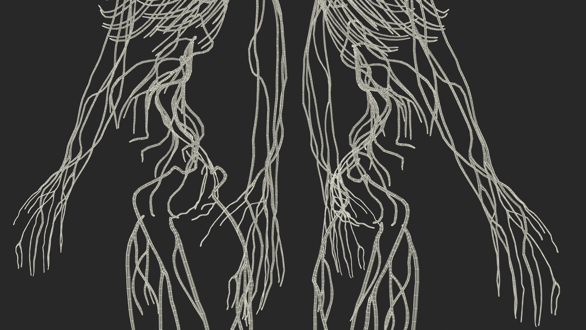 3D Female Nervous System