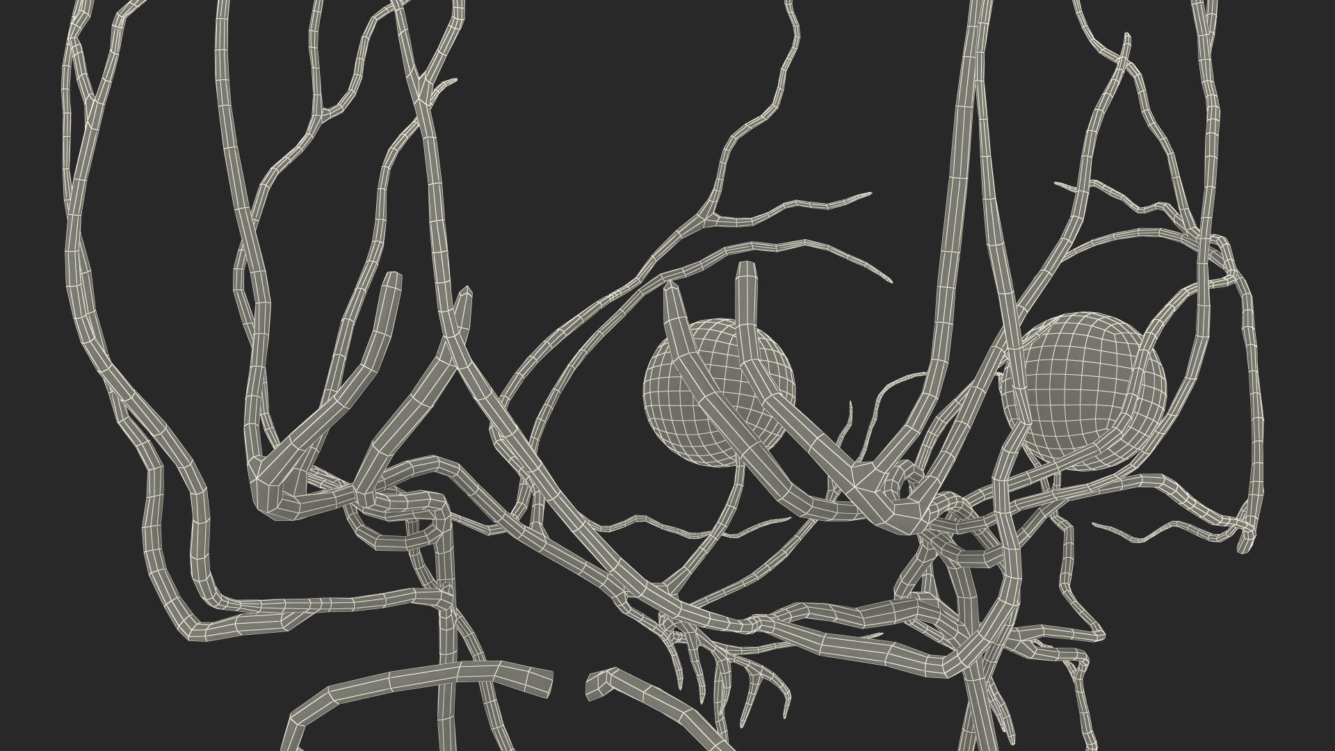 3D Female Nervous System