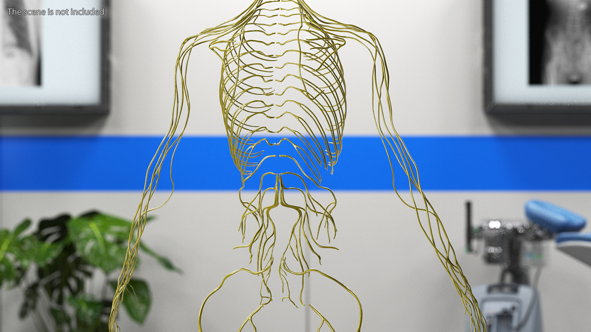 3D Female Nervous System