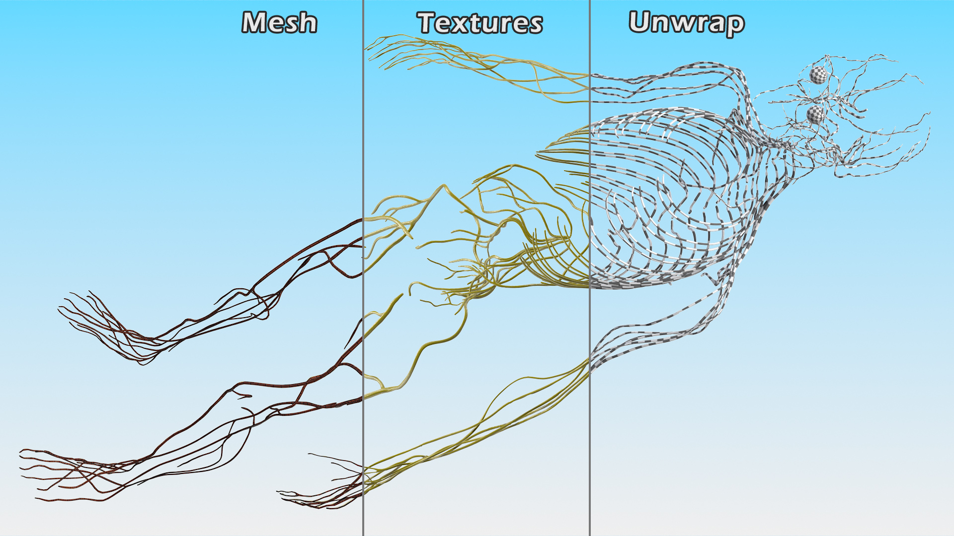 3D Female Nervous System