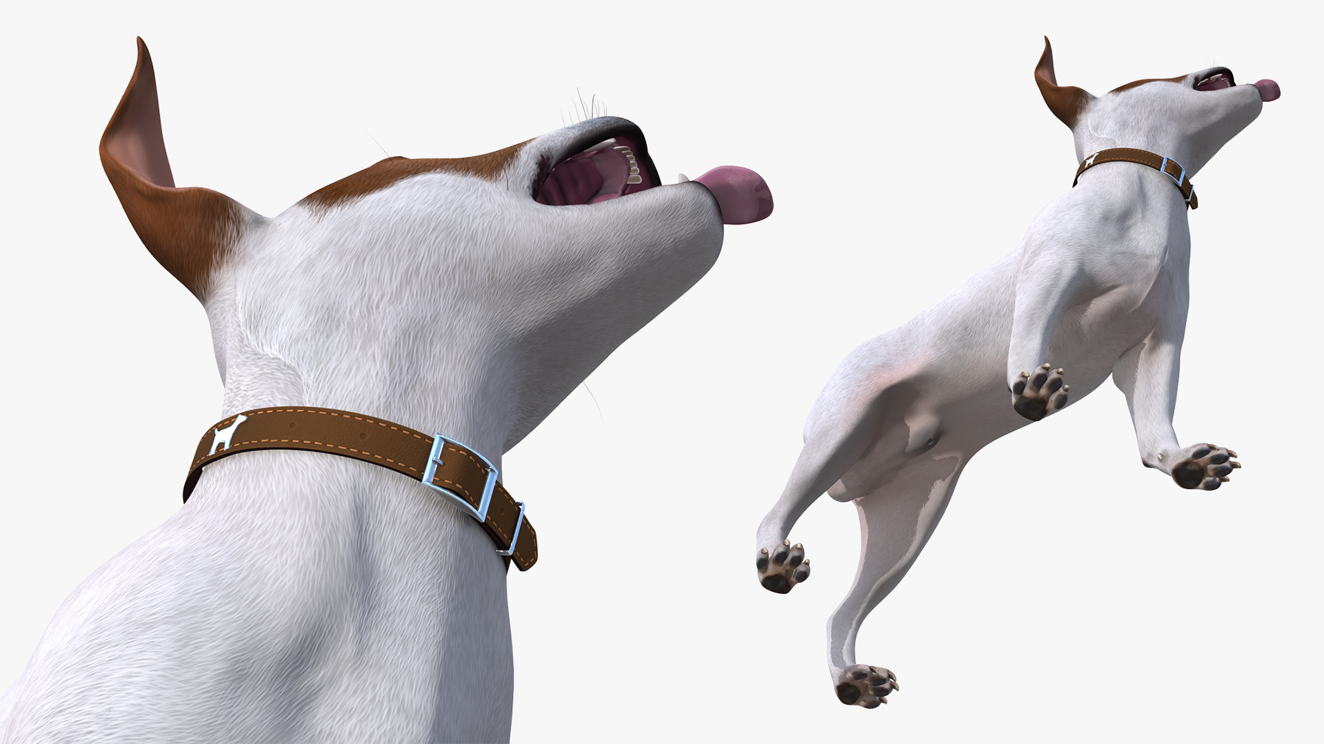 Jack Russell Terrier White Waiting Pose 3D model
