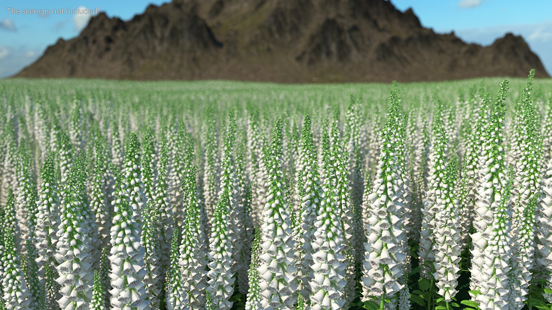 3D model White Foxglove Plants Set