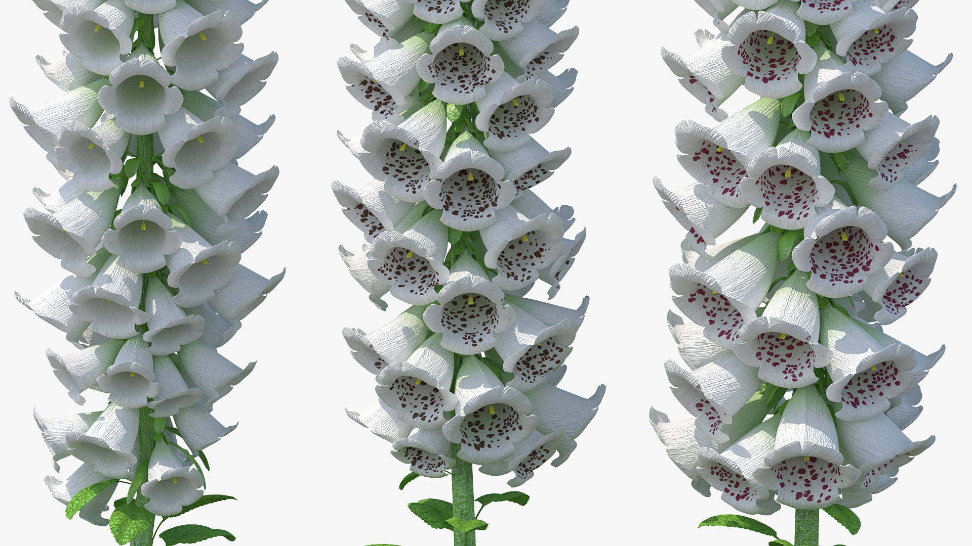 3D model White Foxglove Plants Set