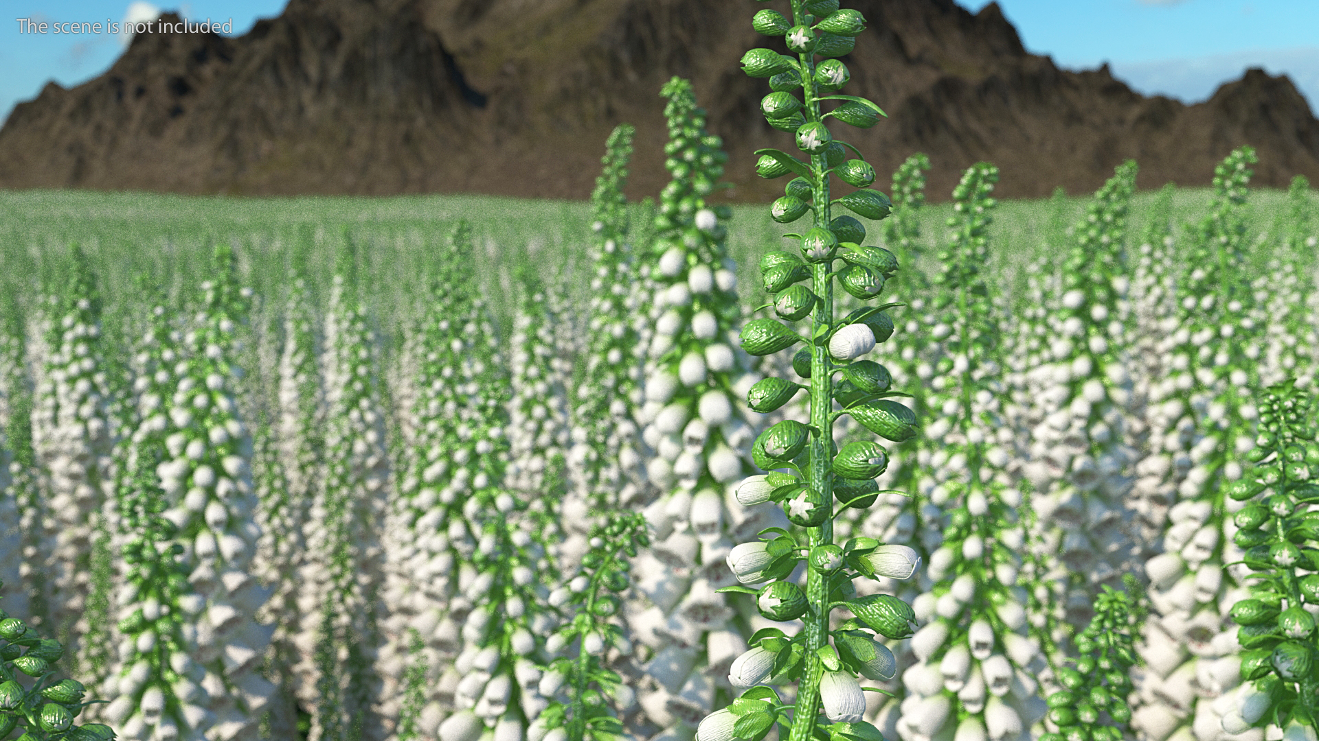 3D model White Foxglove Plants Set
