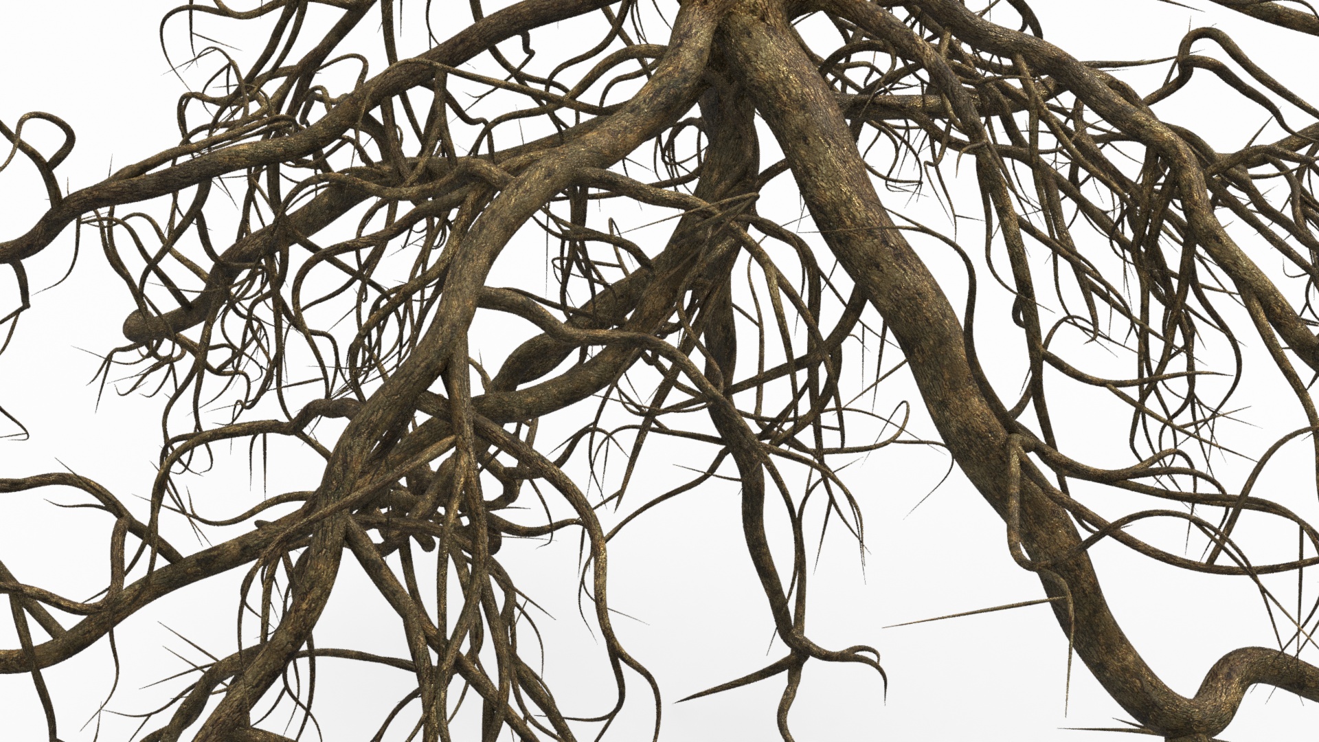 Roots of Oak 3D
