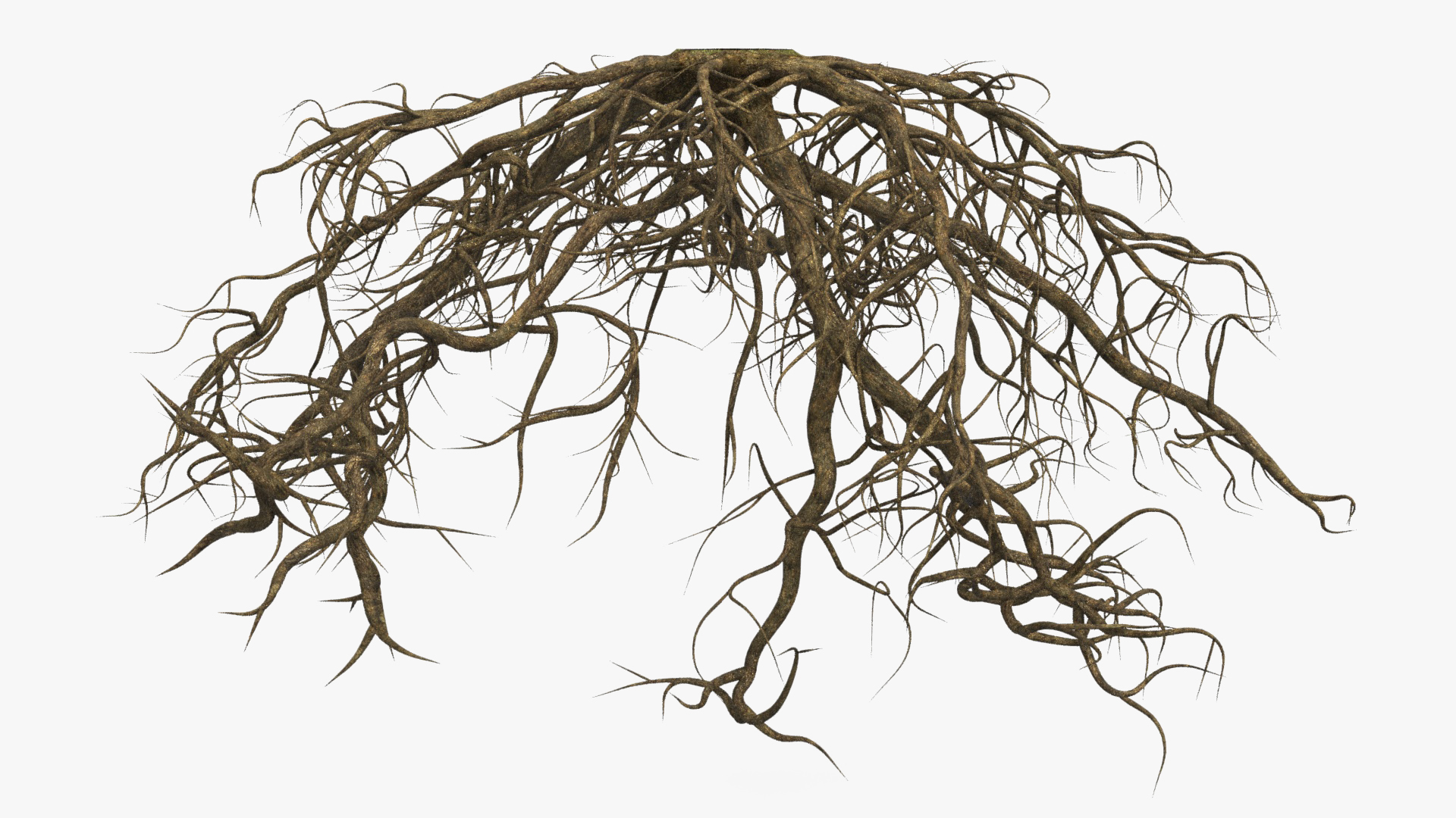 Roots of Oak 3D