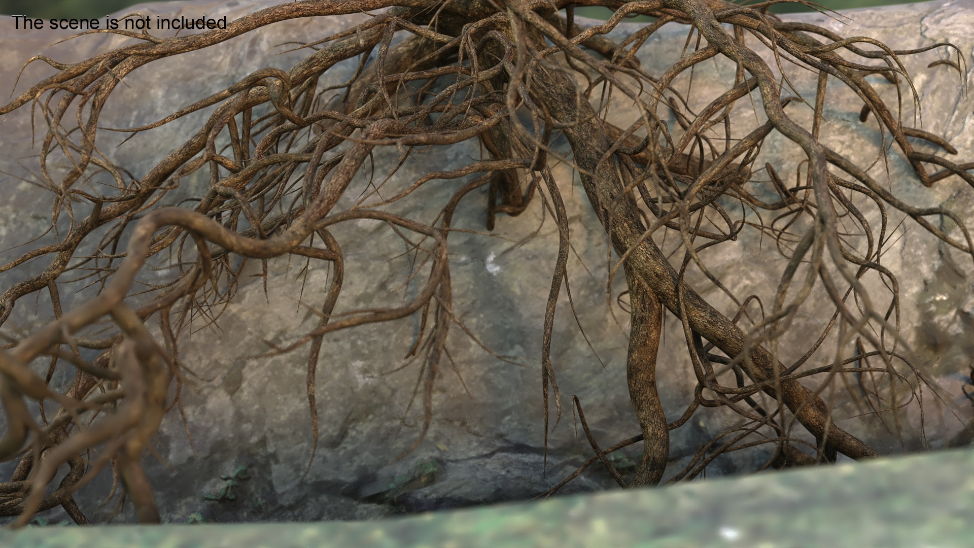 Roots of Oak 3D