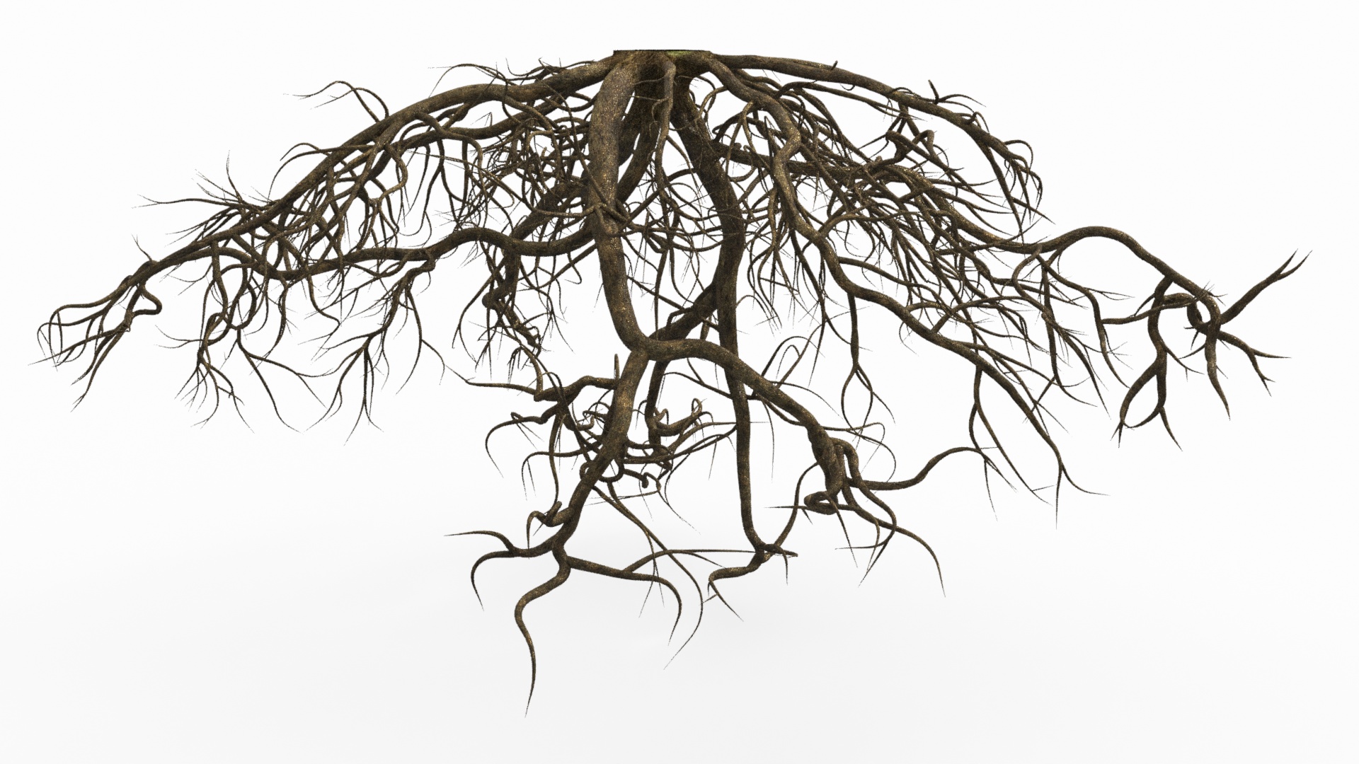 Roots of Oak 3D