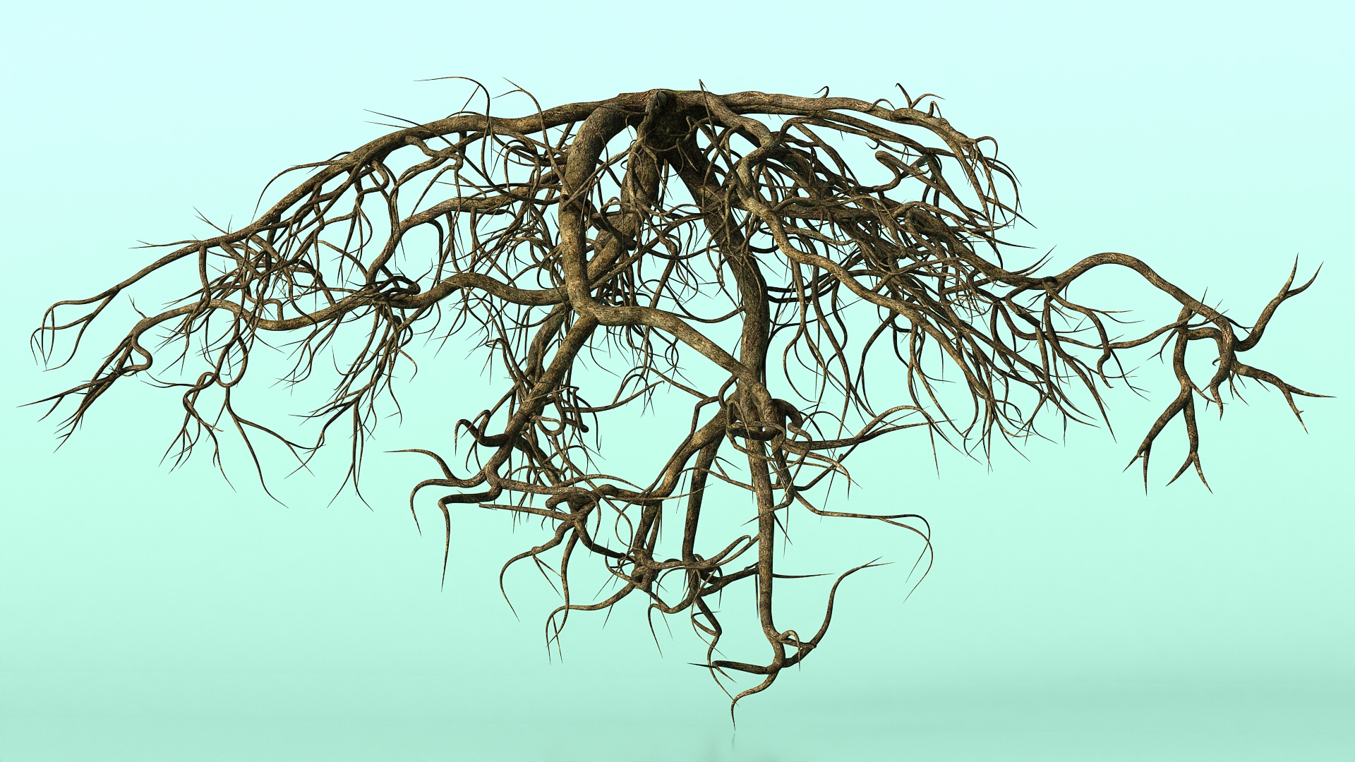 Roots of Oak 3D
