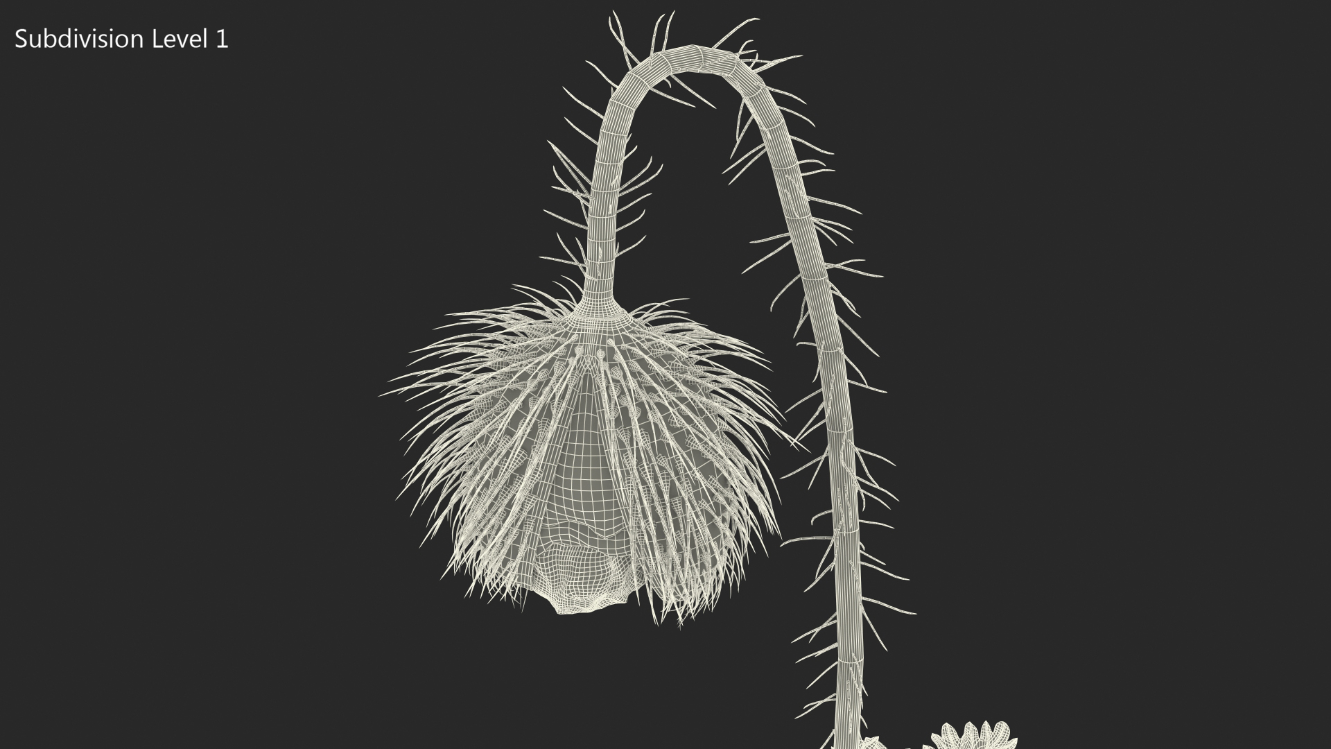 Poppy Flower Plant Bud 3D