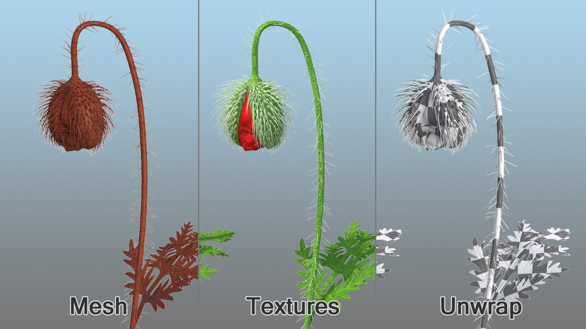 Poppy Flower Plant Bud 3D