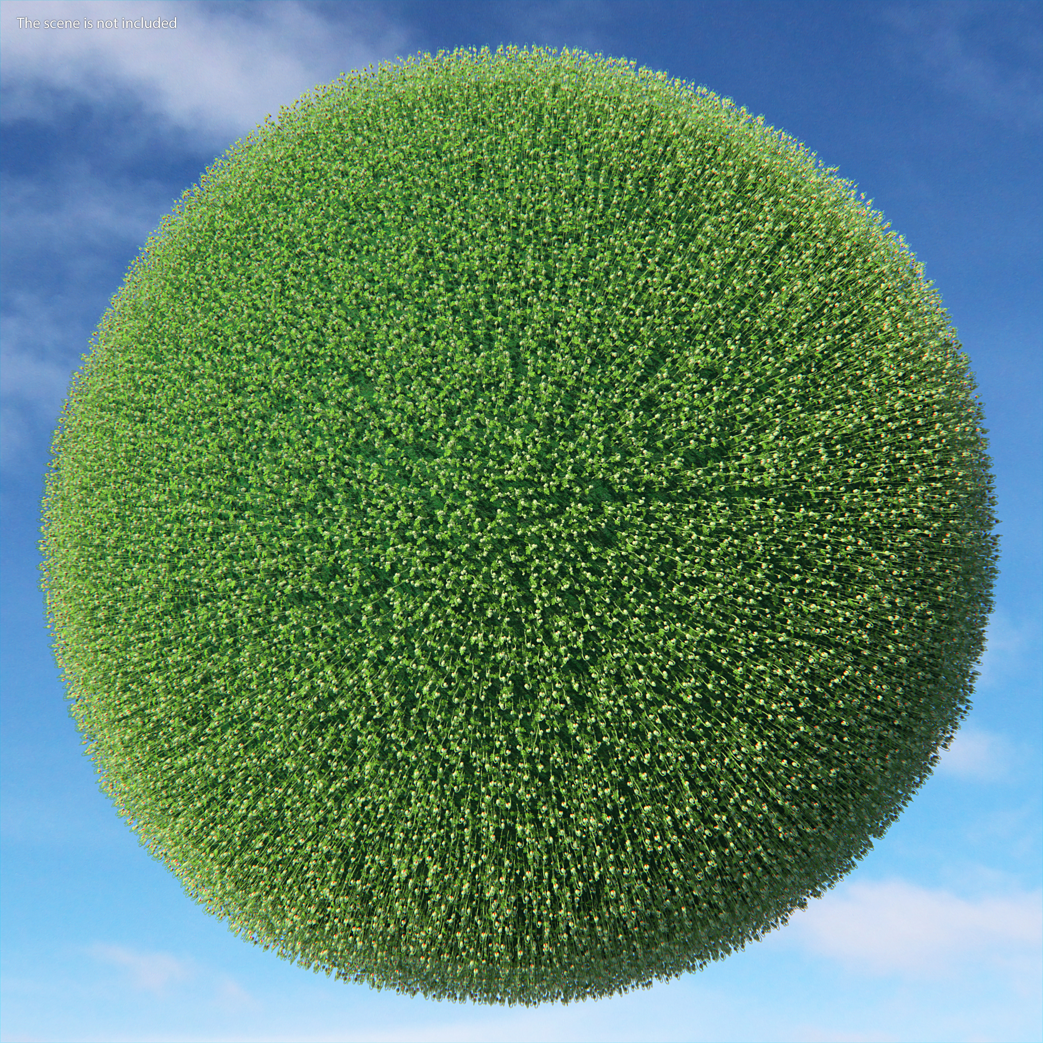 Poppy Flower Plant Bud 3D