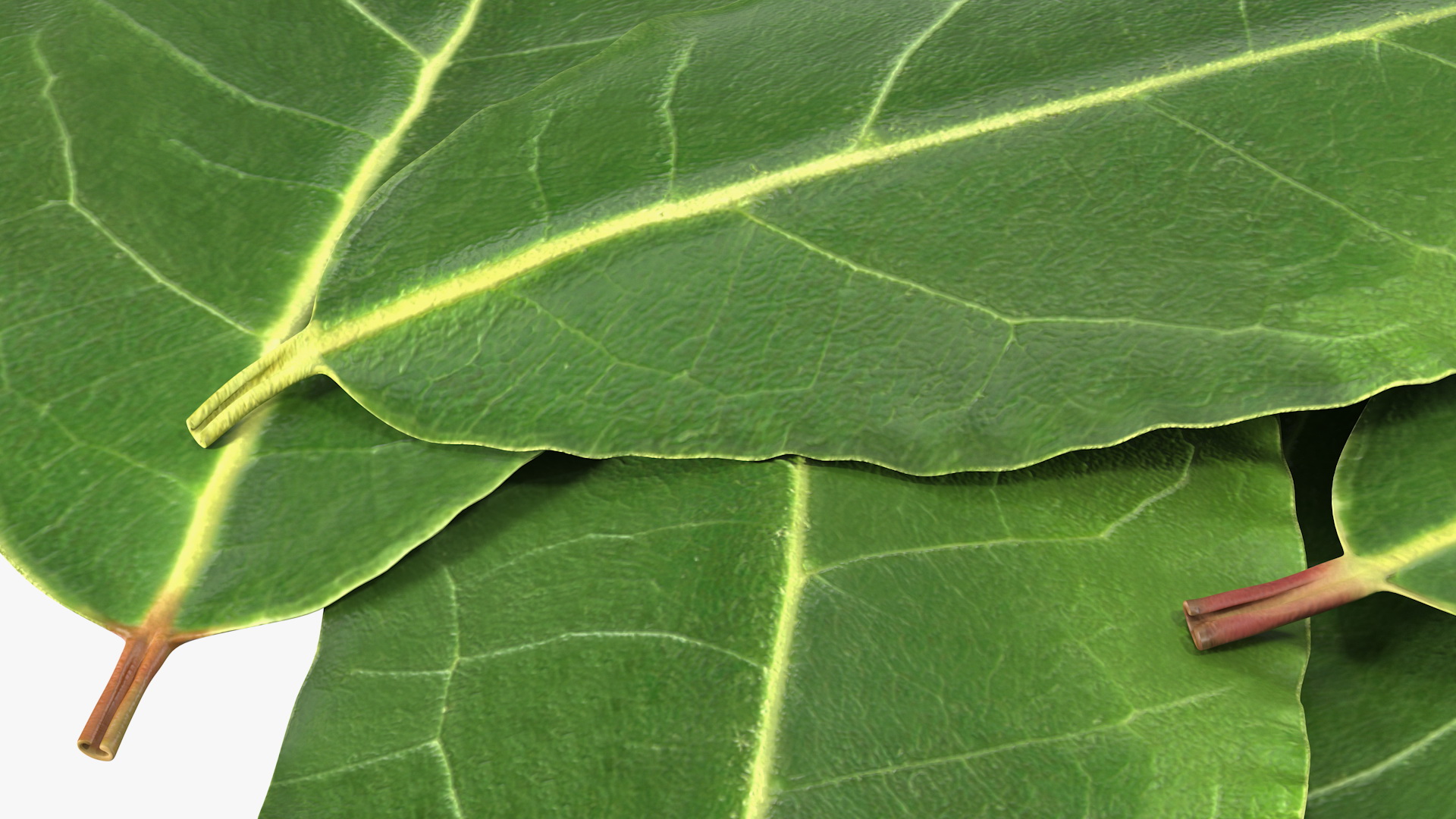 3D Laurel Leaves model