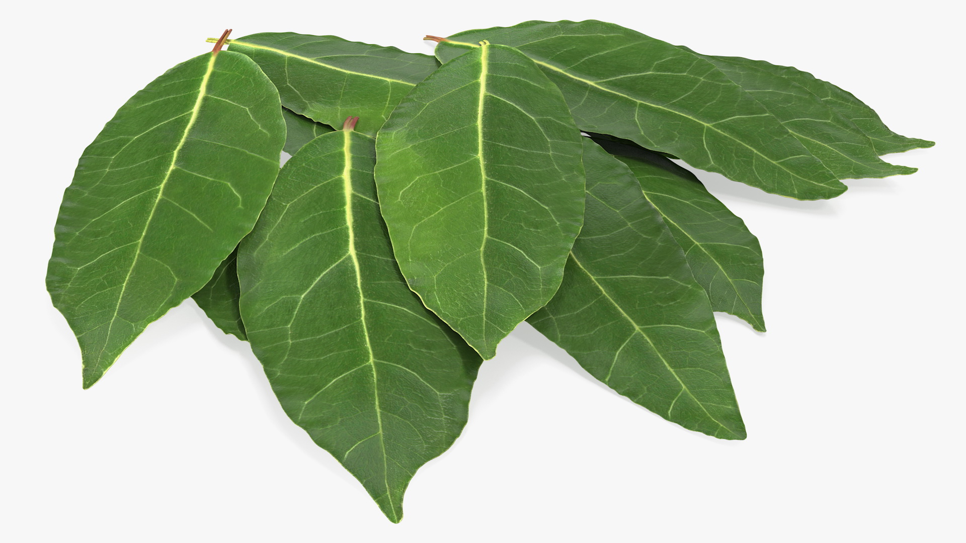 3D Laurel Leaves model