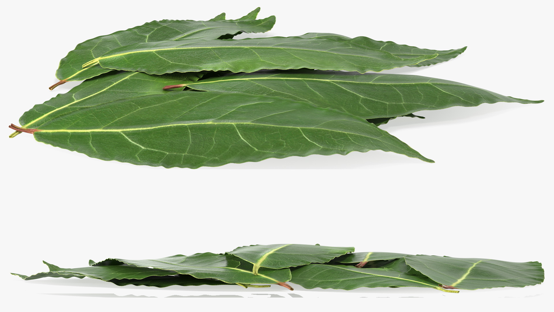 3D Laurel Leaves model
