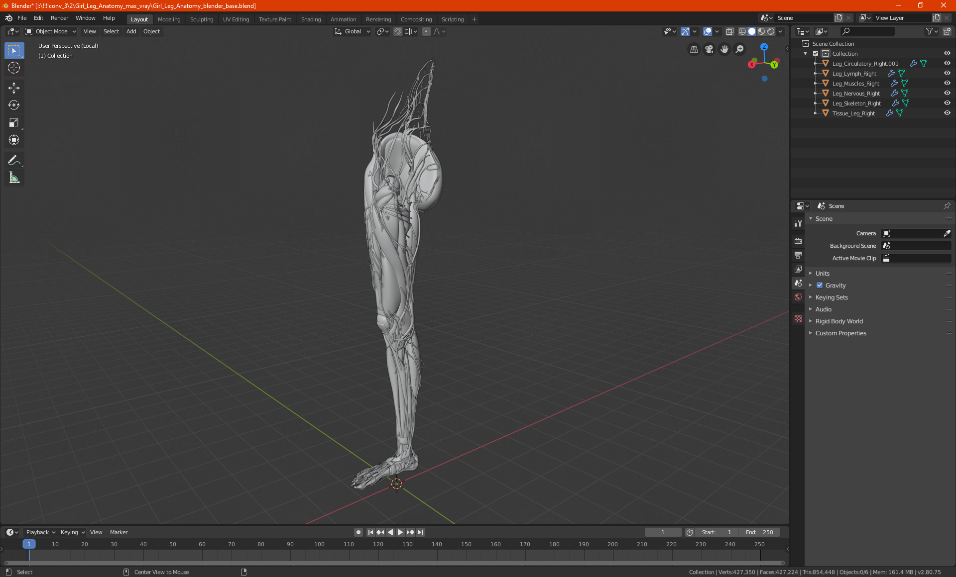 3D Girl Leg Anatomy