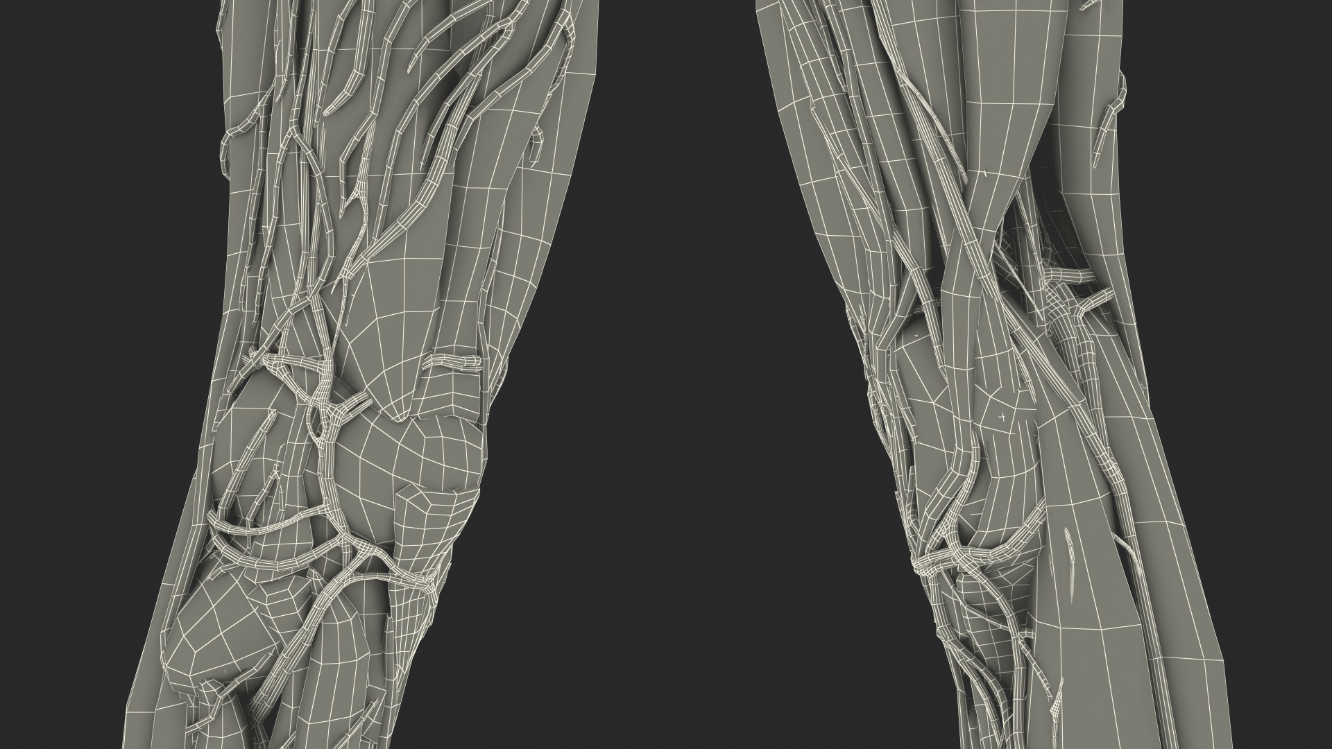 3D Girl Leg Anatomy