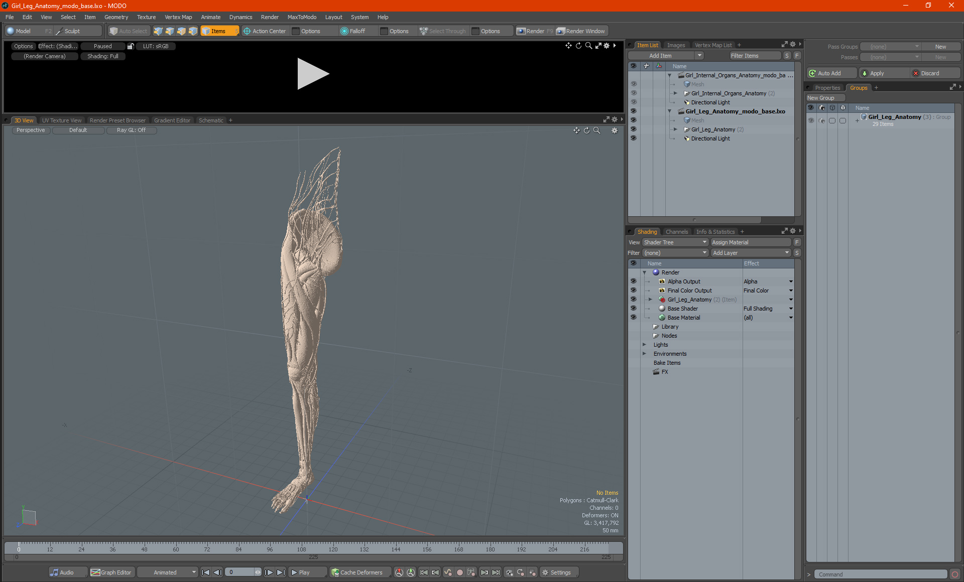 3D Girl Leg Anatomy
