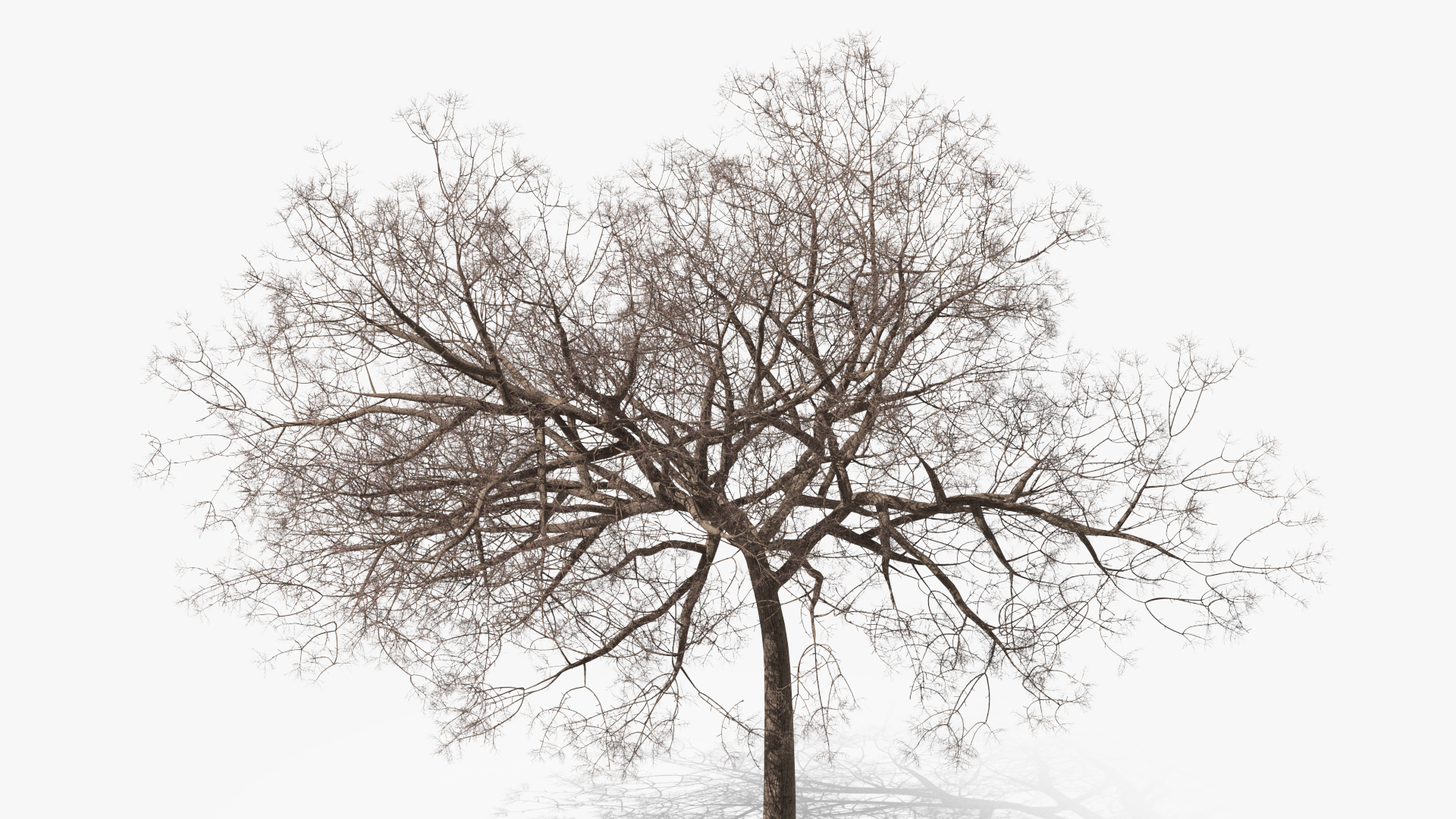 3D Small Pink Lapacho Tree model