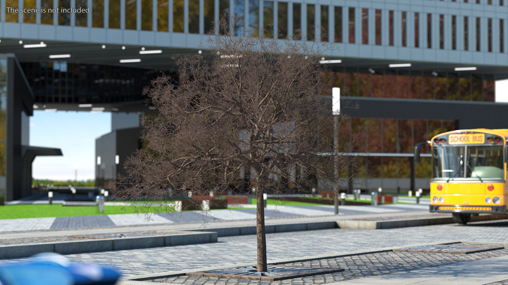 3D Small Pink Lapacho Tree model