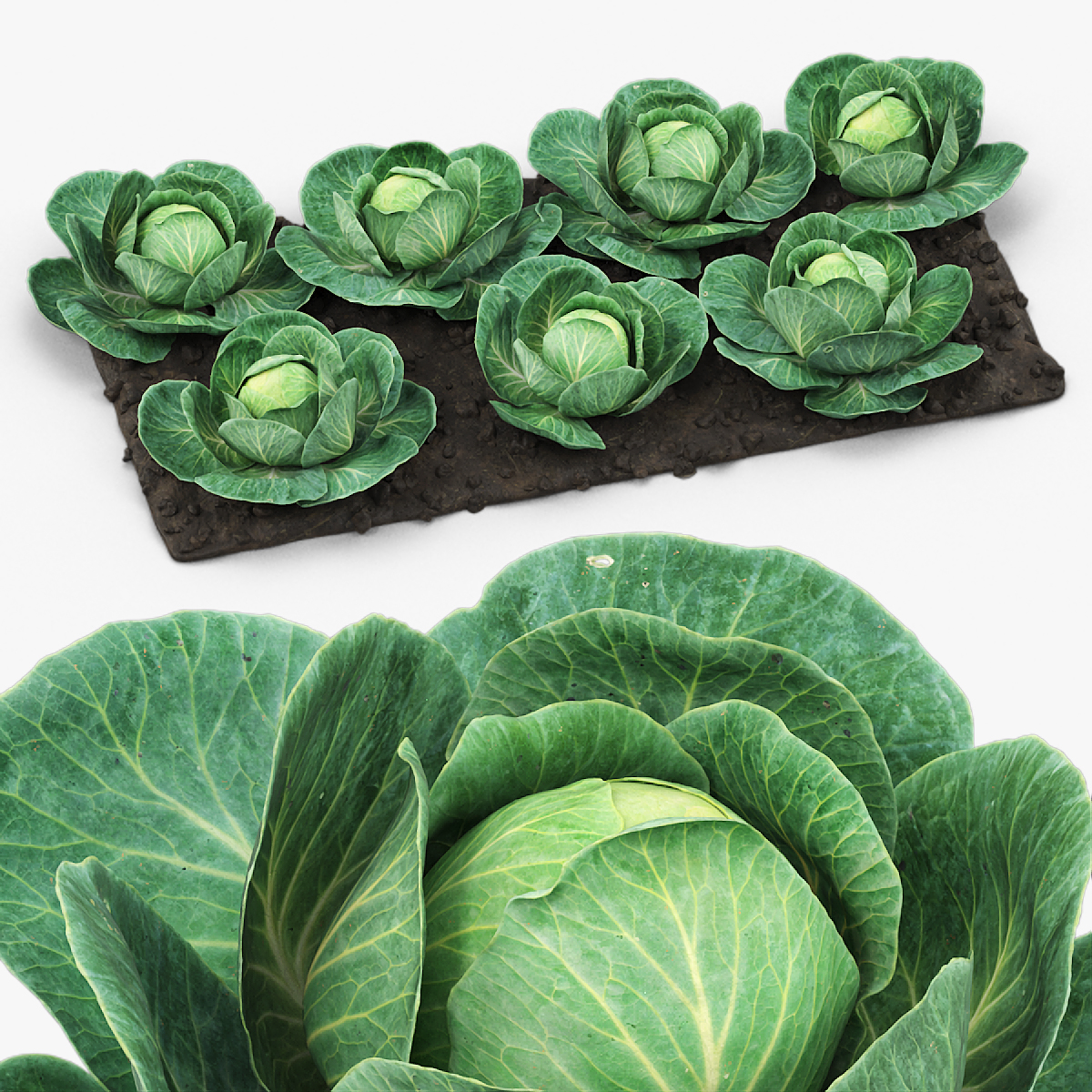 Cabbage Heads with Garden Bed Green 3D model preview