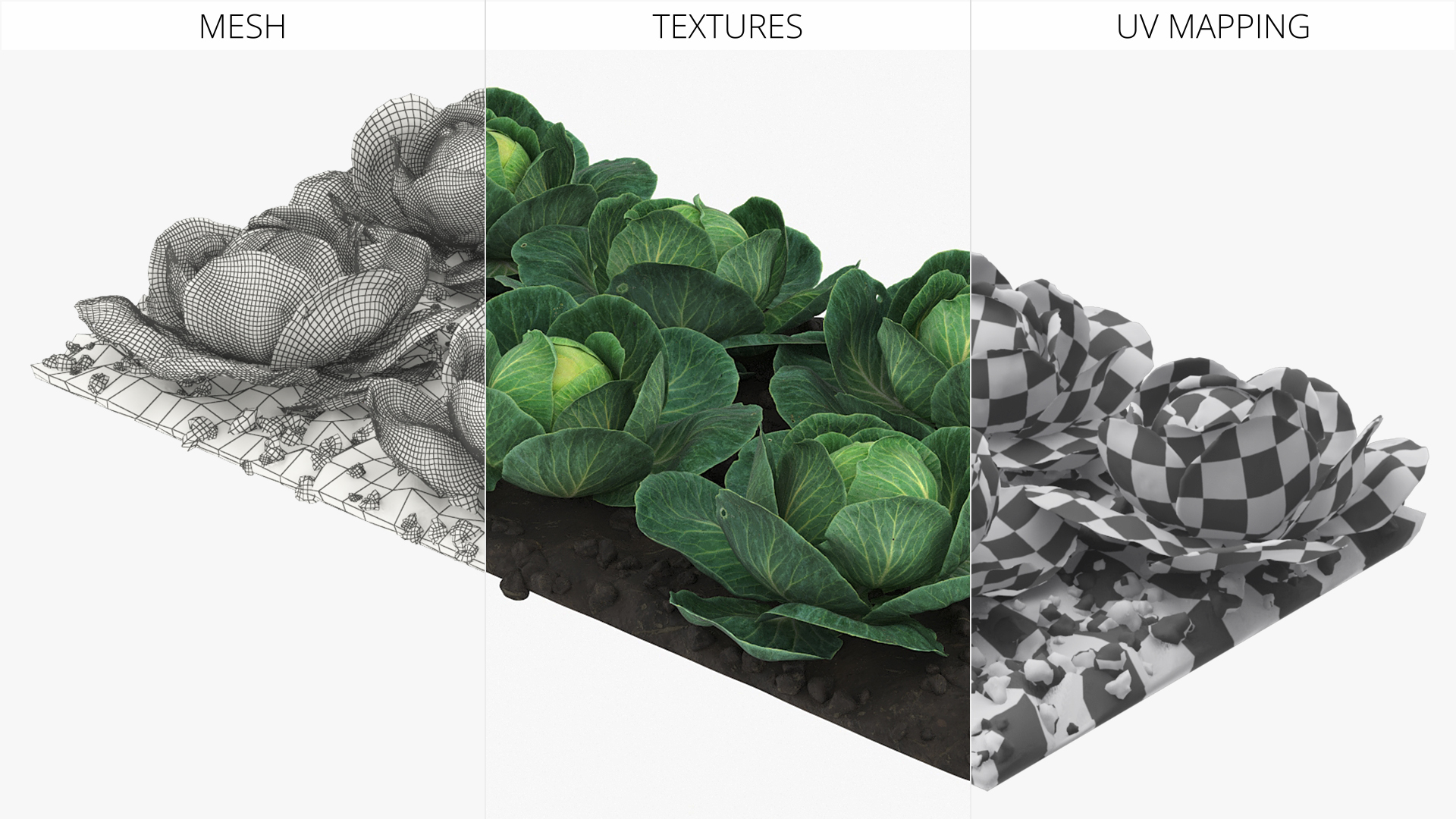 Cabbage Heads with Garden Bed Green, view 7