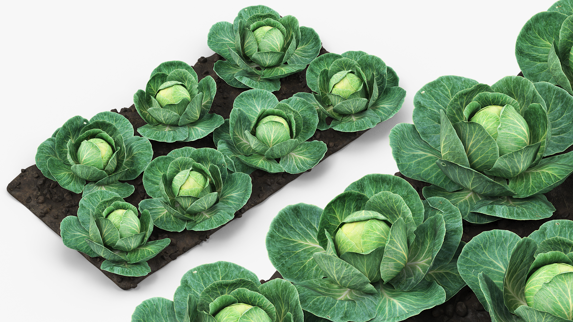 Cabbage Heads with Garden Bed Green, view 4