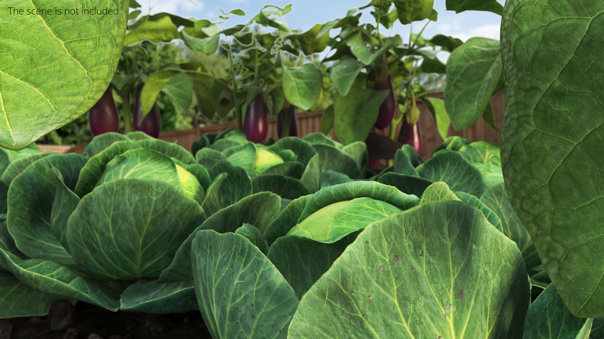 Cabbage Heads with Garden Bed Green, view 2