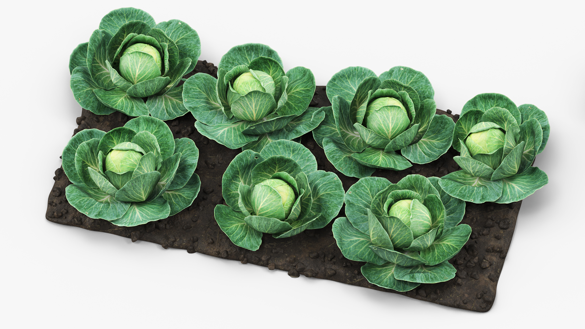 Cabbage Heads with Garden Bed Green