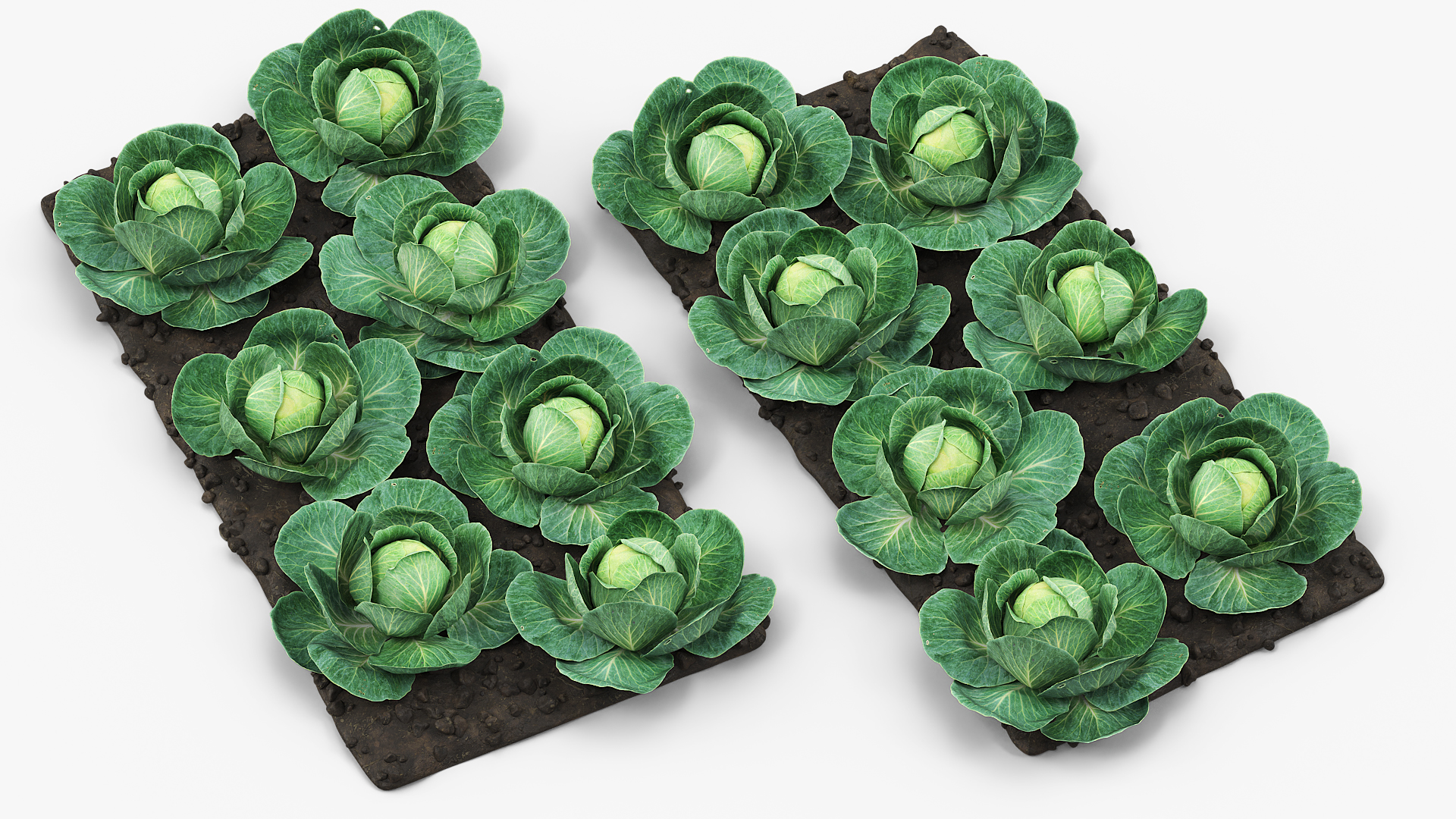 Cabbage Heads with Garden Bed Green, view 3