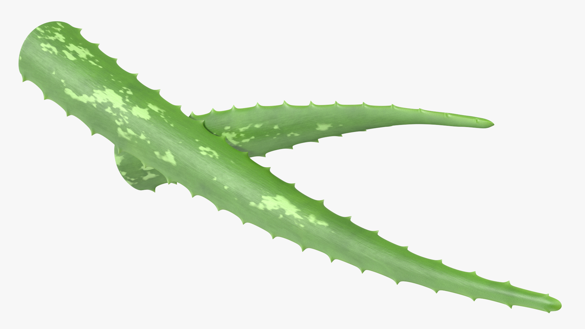 3D Aloe Leaves
