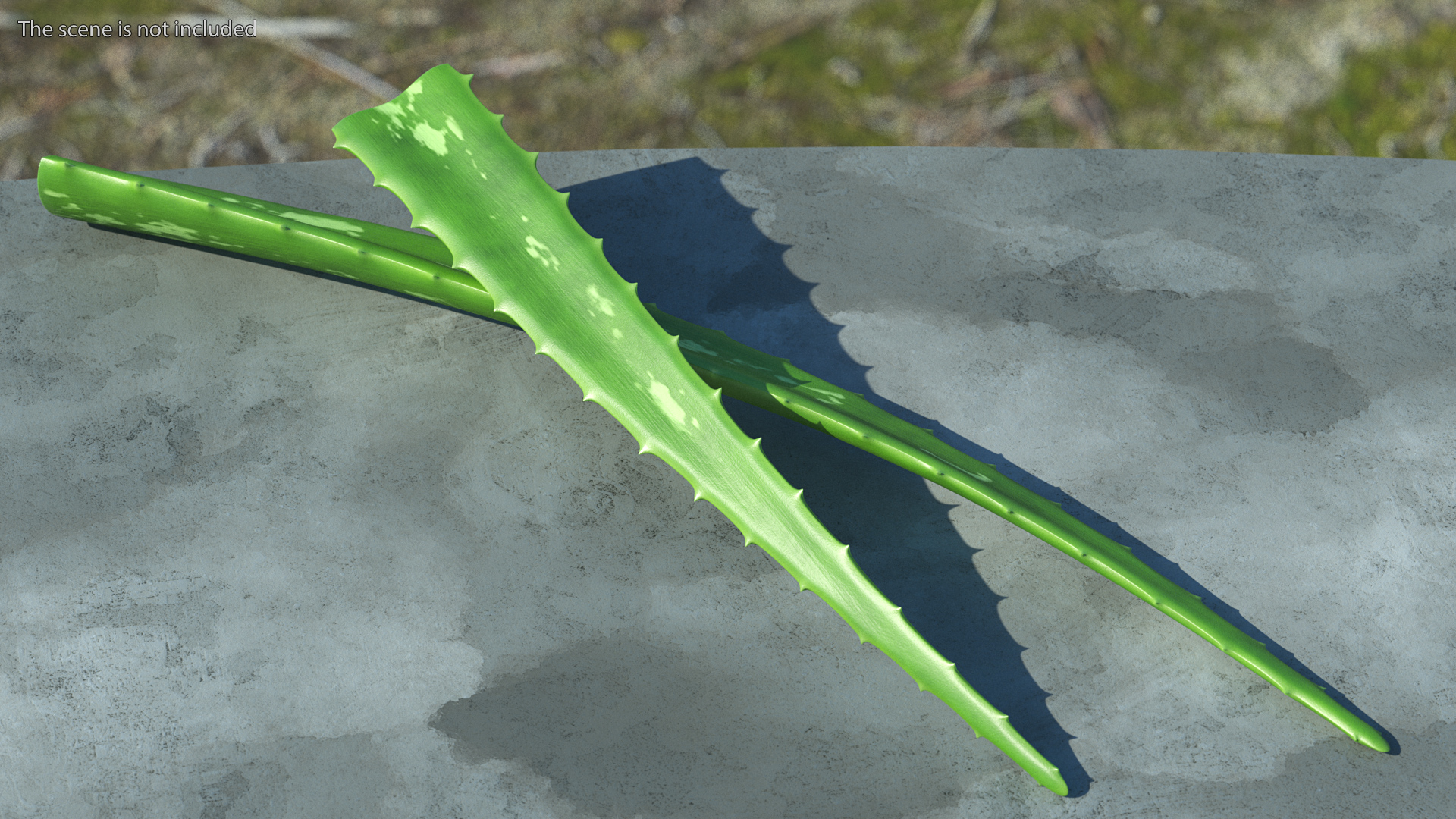 3D Aloe Leaves