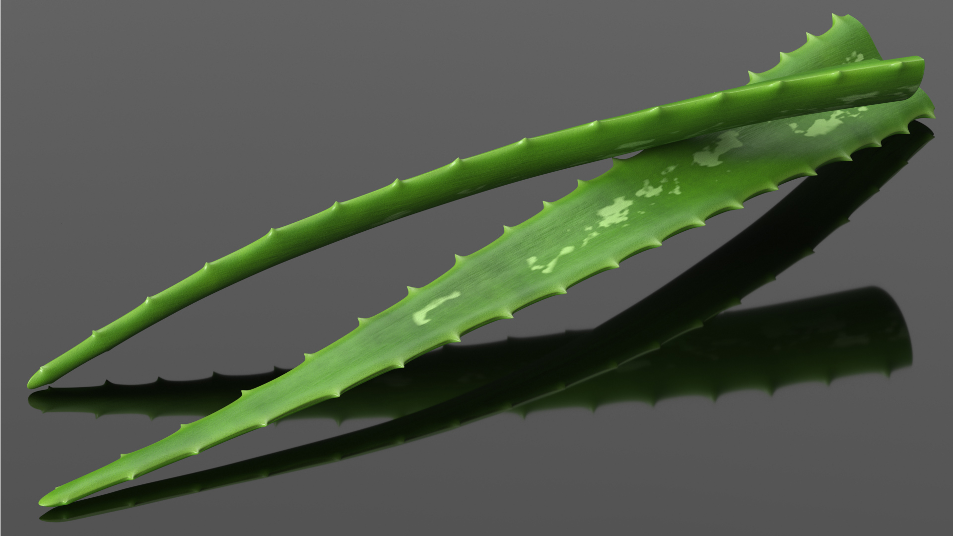 3D Aloe Leaves