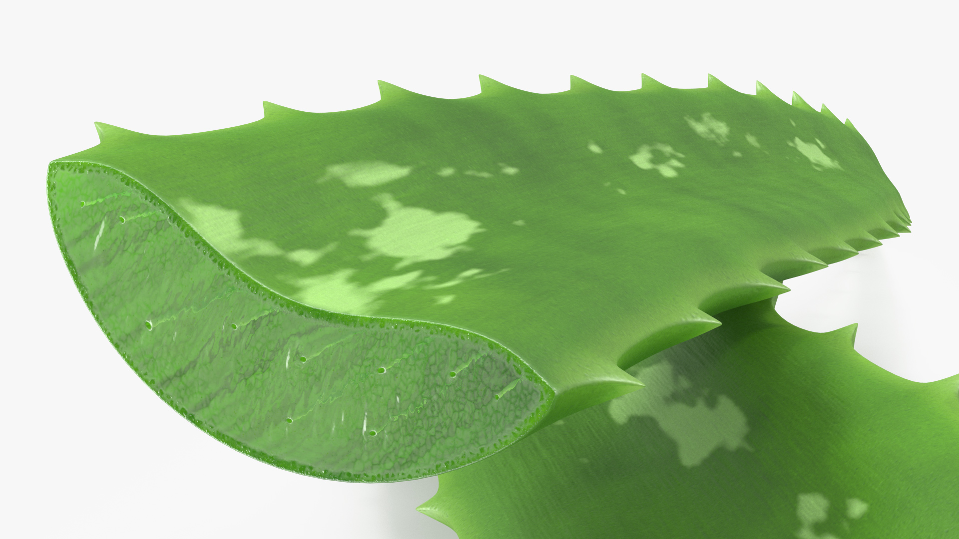 3D Aloe Leaves