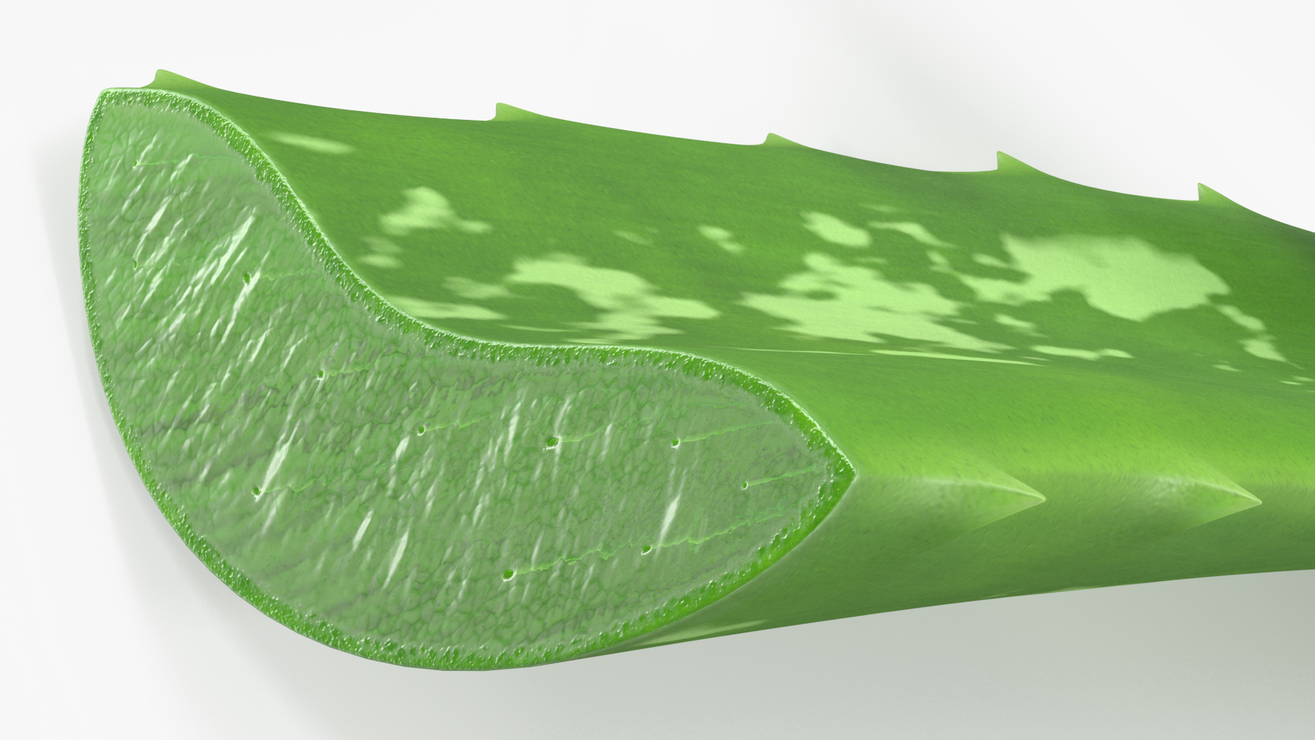 3D Aloe Leaves