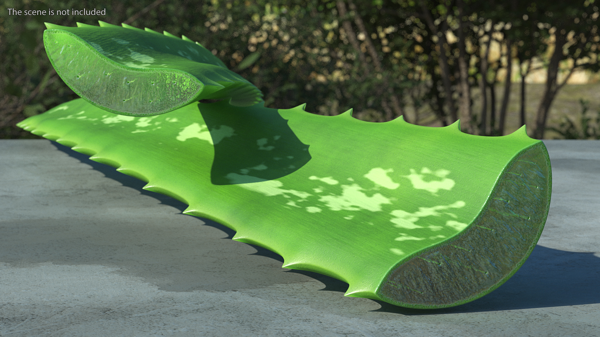 3D Aloe Leaves