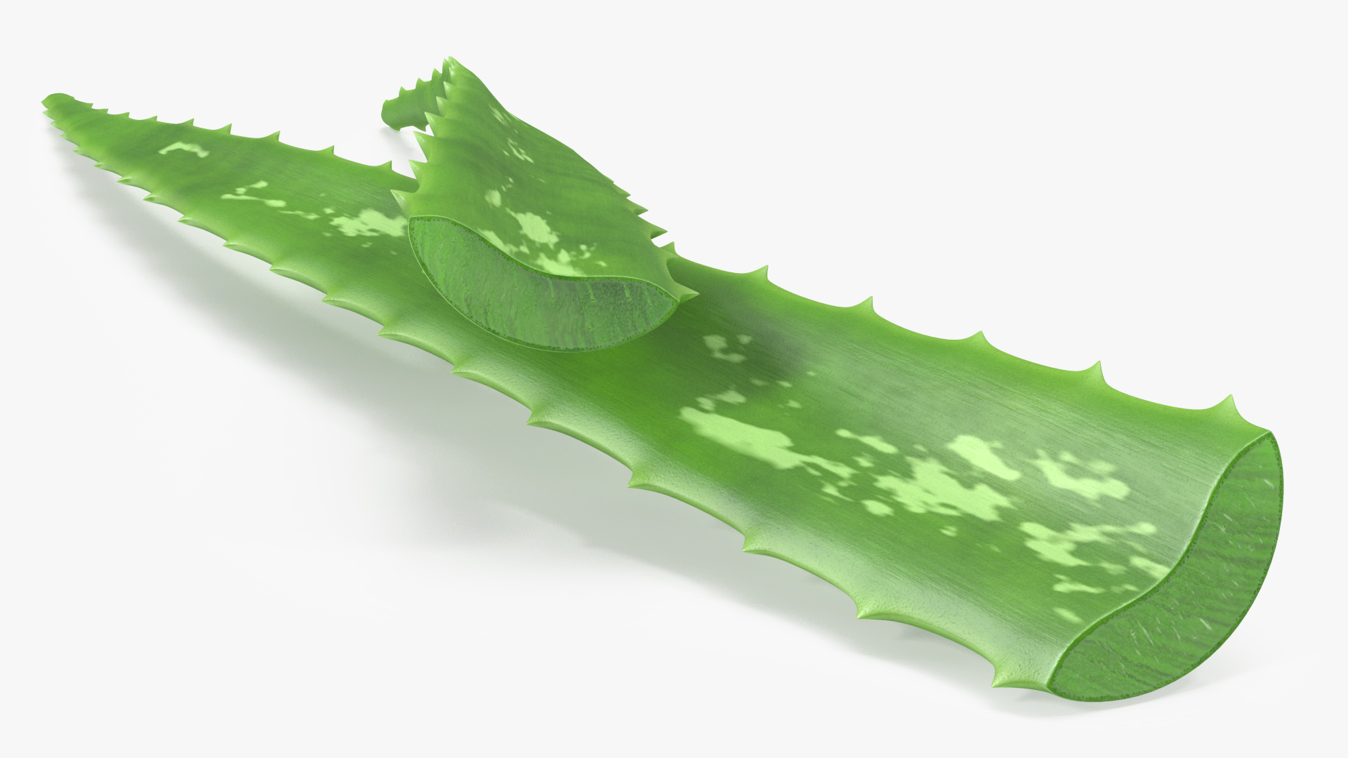 3D Aloe Leaves