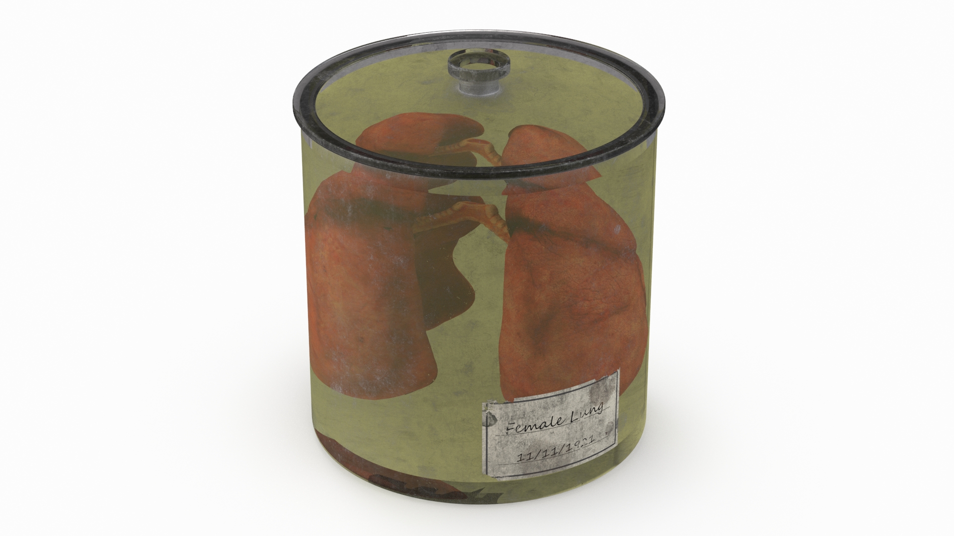 3D Human Lungs in Old Glass Jar model