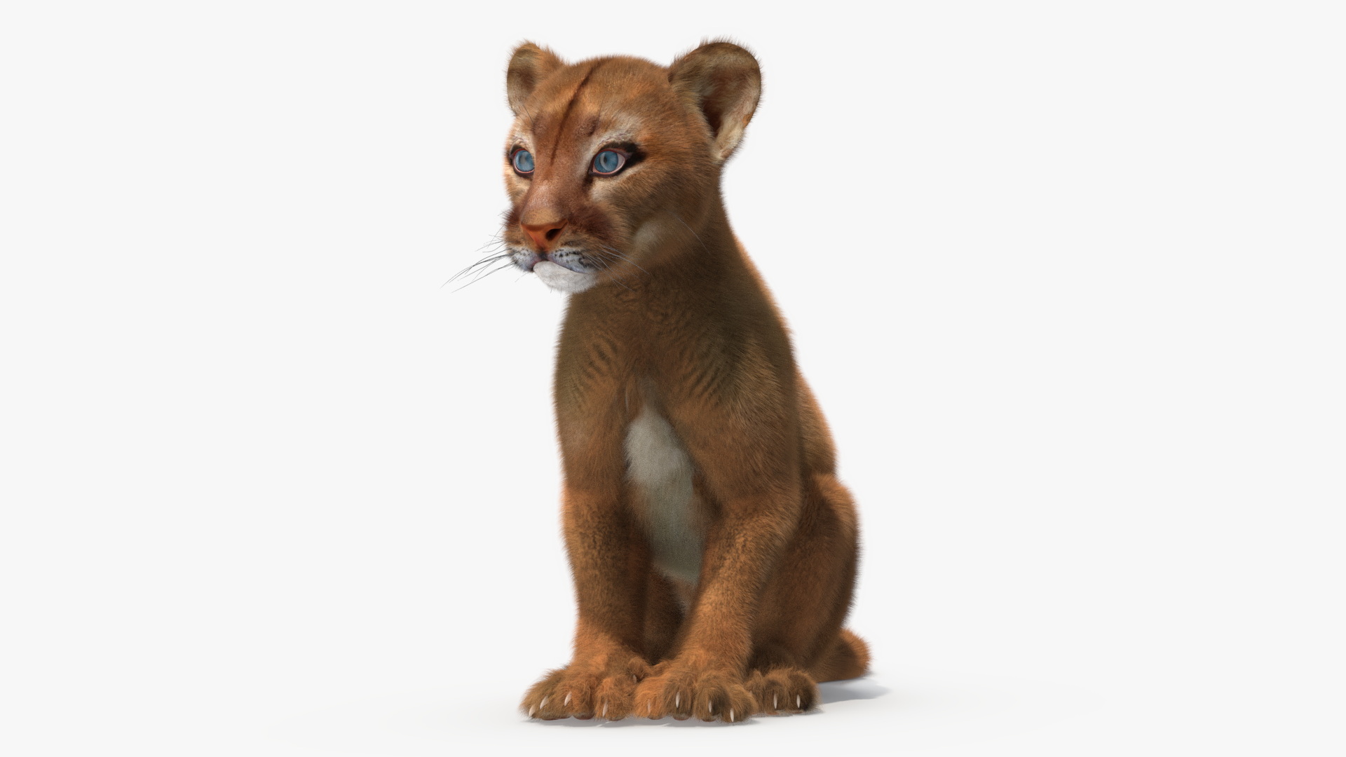 3D model Puma Cub Sitting Pose with Fur