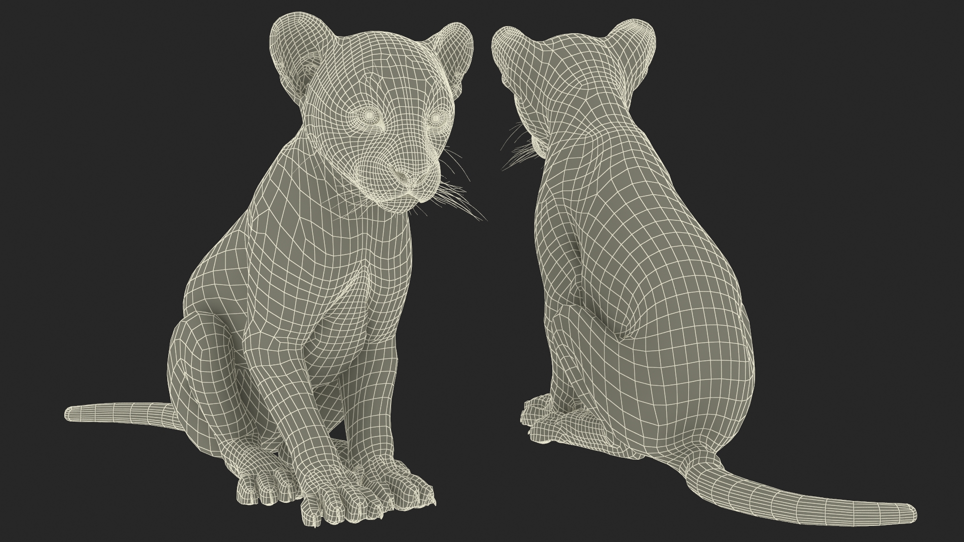 3D model Puma Cub Sitting Pose with Fur