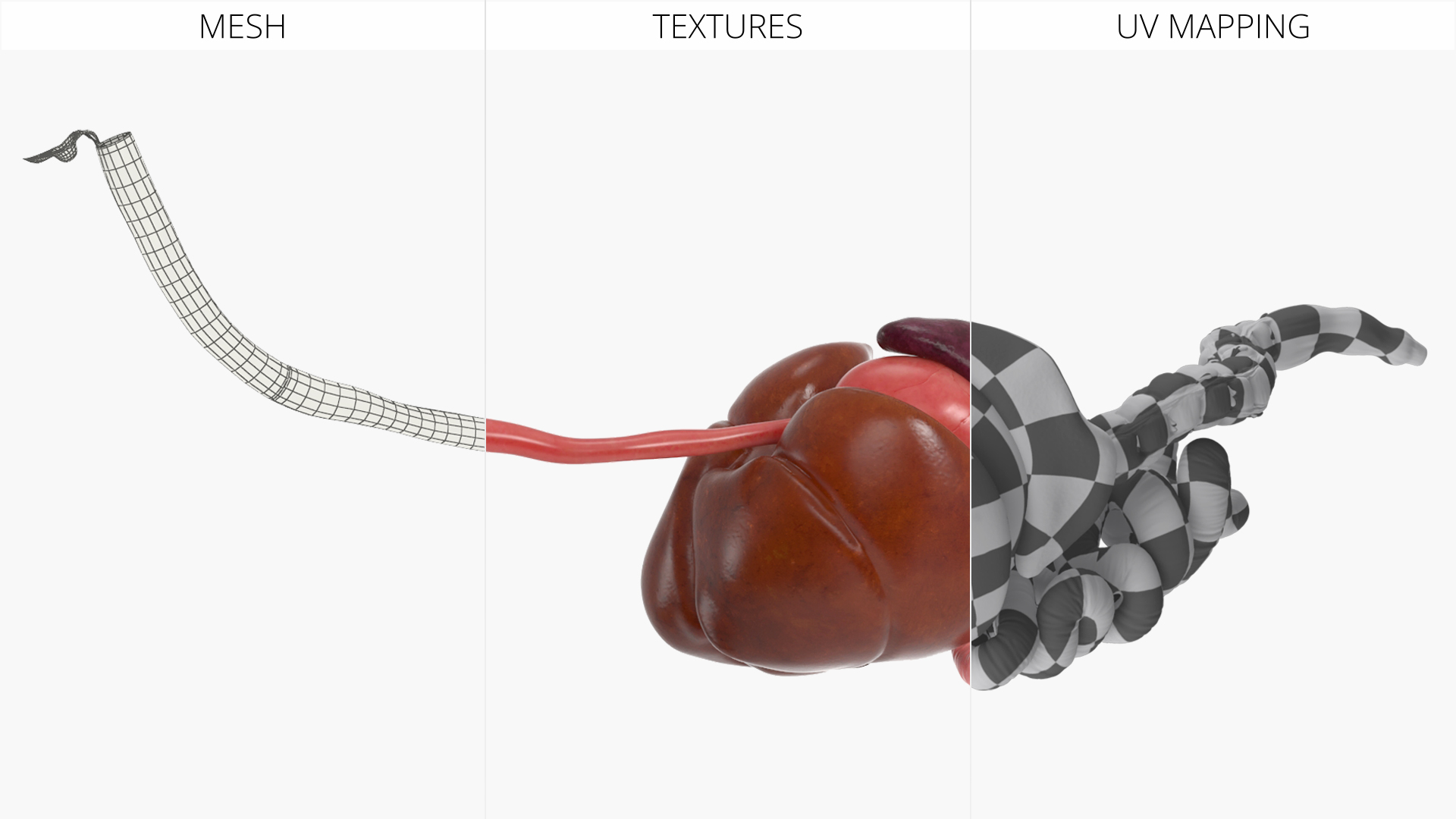 Canine Digestive System Anatomy Model, view 8