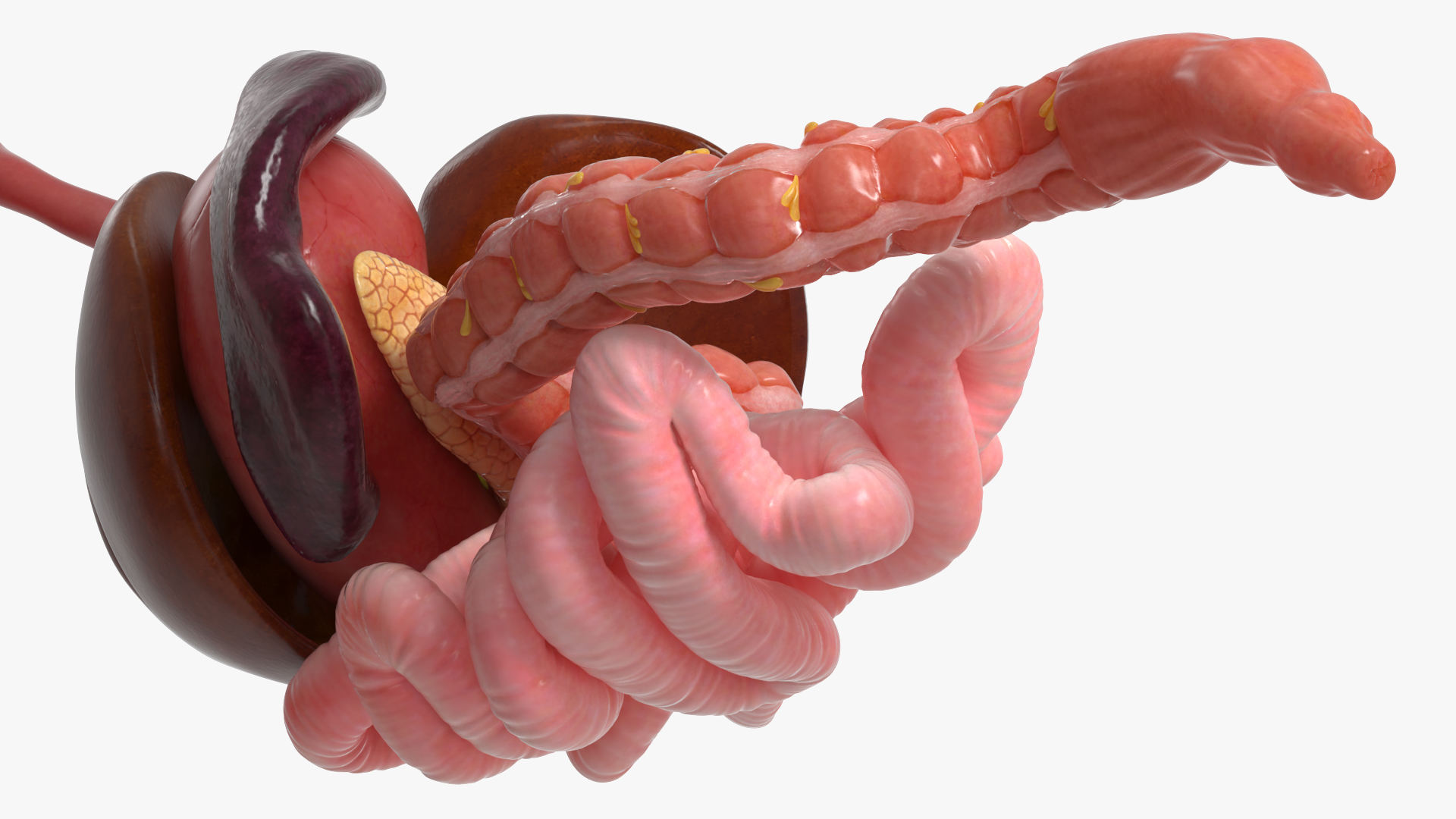 Canine Digestive System Anatomy Model, view 6