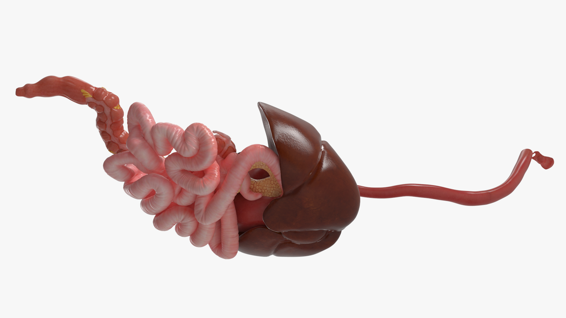 Canine Digestive System Anatomy Model, view 5